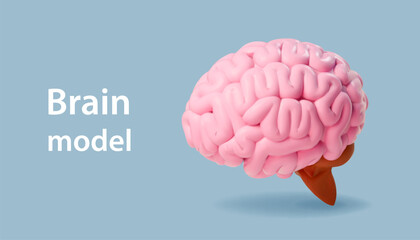 Realistic model of brain. 3D pink human cerebrum icon. Intelligence, mind, mentality illustration. Realistic vector scientist poster