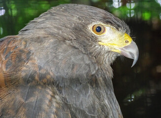 Harris's hawk (Parabuteo unicinctus) head. Animal