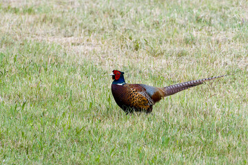 Jagdfasan im Frühjahr während der Balz