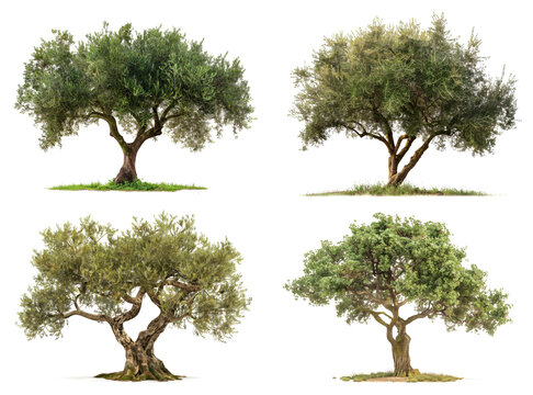 Un gruppo di alberi di ulivo su sfondo bianco, evidenziando la loro bellezza e importanza.
