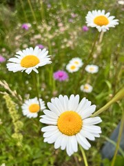 Fototapeta premium Blooming daisies or Leucanthemum vulgare. Wildflowers. Floral wallpaper