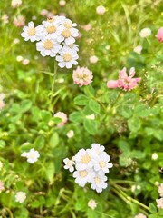 Blooming white Achillea ageratifolia. Wildflowers. Floral wallpaper