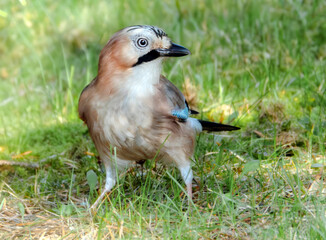 Eichelhäher auf der Wiese