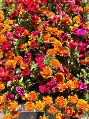 decorative blooming rainbow Tagetes and Violets.English cottage garden. Floral wallpaper