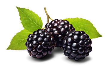 Blackberries with leaves . Cut out on transparent	