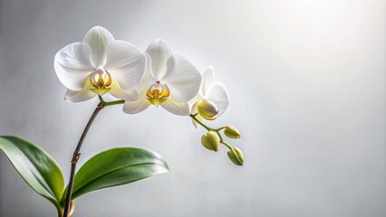 Obraz premium Elegant solitary orchid blooms in crystalline white studio setting, velvety petals and delicate tendrils radiating refined beauty and serenity.