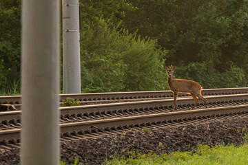 Ein Reh überschreitet Eisenbahngleise © Ronald Rampsch