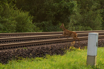 Viele Rehe sterben bei Unfällen mit Zügen © Ronald Rampsch