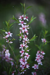 flowers in the garden