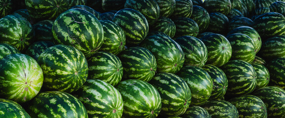 Many big sweet and fresh green watermelons background