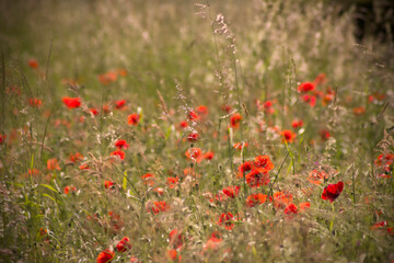 wild poppy flowers - soft focus