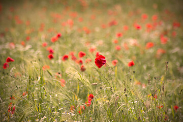 Fototapeta premium wild poppy flowers - soft focus