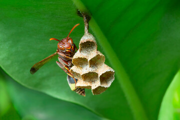 Super macro lens of the a thai wasp or hornet stuck to egg nest with green leaves background