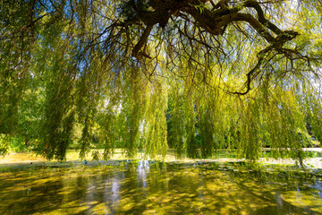 Overhanging branches of an ancient weeping willow (Salix babylonica) in a park in Germany. The branches reach to the water surface of an idyllic pond and form a green canopy of leaves under the tree.