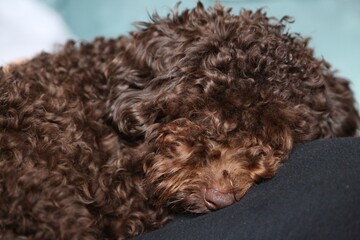 3 chocolate pralines next to each other on bokeh sparkling bachground