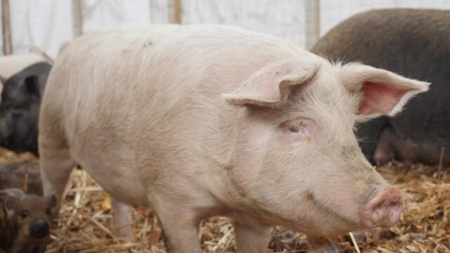 Close-up of a pig on a farm standing on straw with other pigs in the background