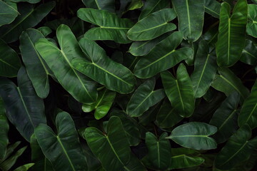Abstract green tropical leaves nature background