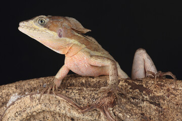 Portrait of a Common Basilisk on a tree trunk
