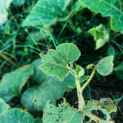 ladybugs among the dewy leaves