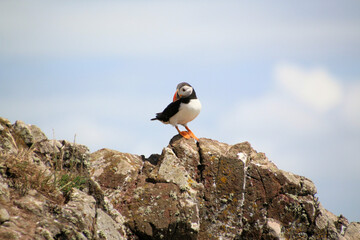 A view of an Atlantic Puffin on Skomer Island