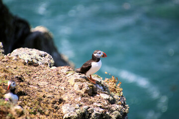 A view of an Atlantic Puffin on Skomer Island