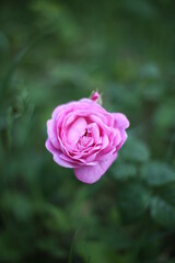 pink rose in garden