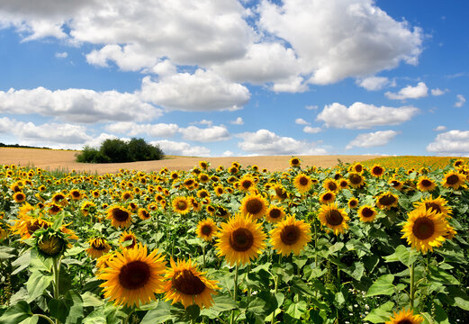 Yellow flowers sunflowers on field on background blue sky with white clouds - Powered by Adobe