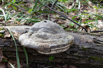 a tree mushroom that is on a log close up