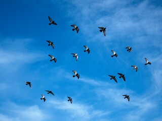 flock