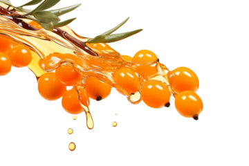 Branch of sea buckthorn berries in a splash of oil isolated on a transparent background.