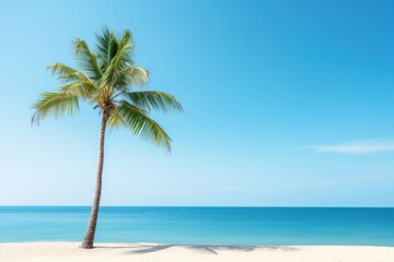 Palm tree on tropical beach summer sky outdoors.