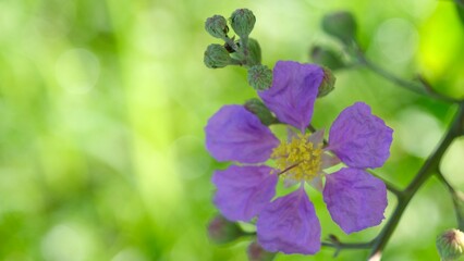 Close up beautiful  flower of Thai crape myrtle in bloom.