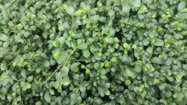 Grewia similis. It is a species of flowering plant in the family Malvaceae. Green leaves.