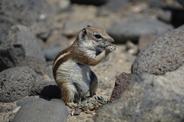 Barbary ground squirrel (Atlantoxerus getulus) Fuerteventura in the Canary Islands