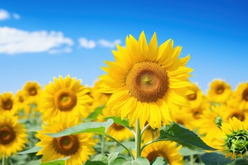 Fototapeta premium Sunflower field outdoors blossom nature.
