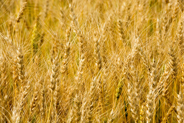 収穫間近の麦畑　