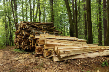 Sawn tree trunks are stacked by the road for transportation