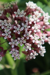 Asclepias syriaca macro photography. Common Milkweed. Wildflower.