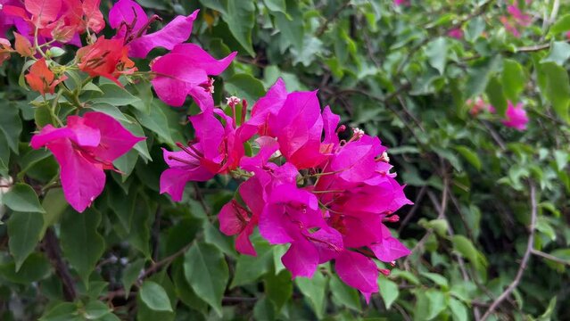Natural Beautiful pink leaf bogan belly flower looking nice.