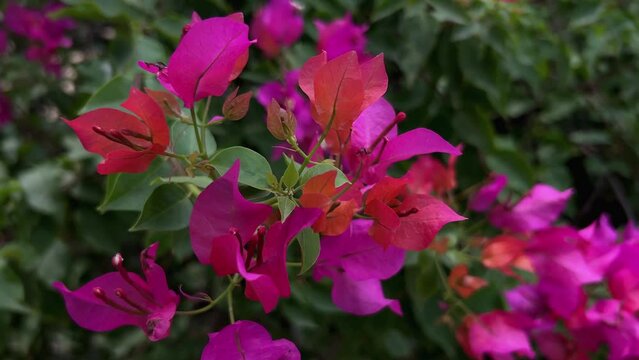 Bogan bail flowers. Red bougainvillea flowers, Natural Beautiful pink leaf bogan belly flower looking nice.