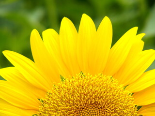 夏の野原に咲く向日葵