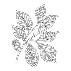 viburnum leaf floral outline illustration sketch