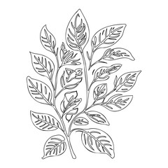 viburnum leaf floral outline illustration sketch