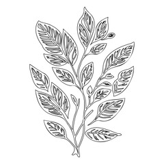 viburnum leaf floral outline illustration sketch