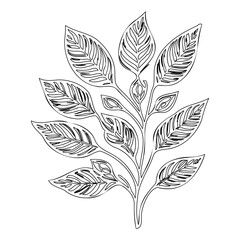 viburnum leaf floral outline illustration sketch