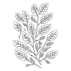 viburnum leaf floral outline illustration sketch