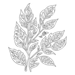 viburnum leaf floral outline illustration sketch