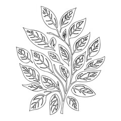 viburnum leaf floral outline illustration sketch