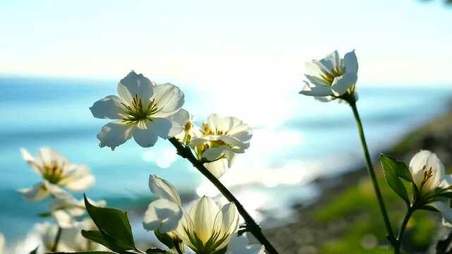 blooming dogwood flowers on the sea background