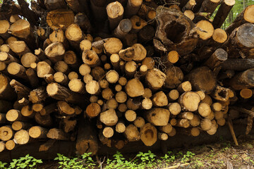 Sawn tree trunks of different sizes are stacked